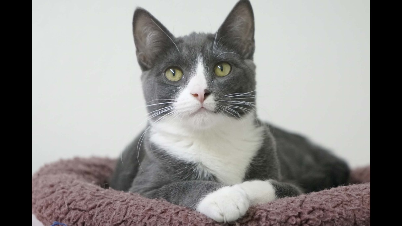 Enlarge Forest, a Adoptable mixed breed in Republic, WA video 6/6