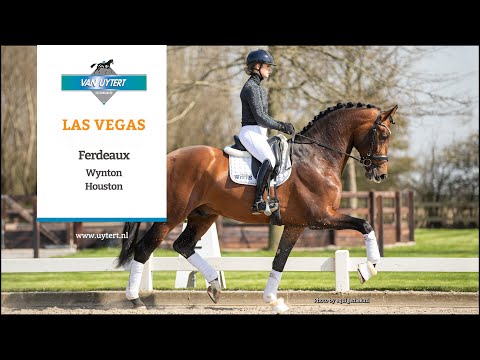 Hengstenstation Van Uytert - LasVegas