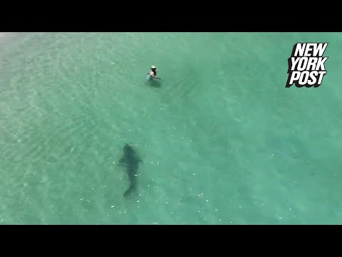 Tiger shark charges unsuspecting swimmer in chilling drone video | New York Post