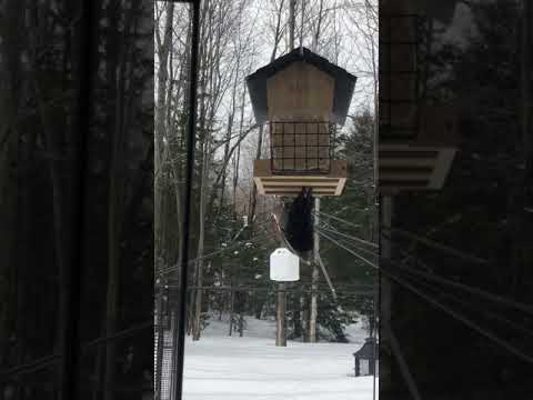Pileated Woodpecker (Grand Pic) eating suet upside down