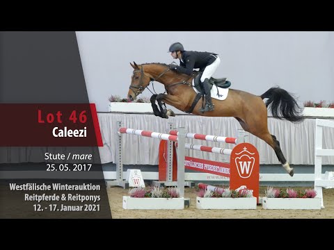 Winterauktion Reitpferde & Reitponys Lot 46 Caleezi Stute v. Cristallo I -   Arpeggio