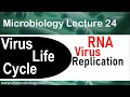 Virus Life Cycle RNA Virus Replication