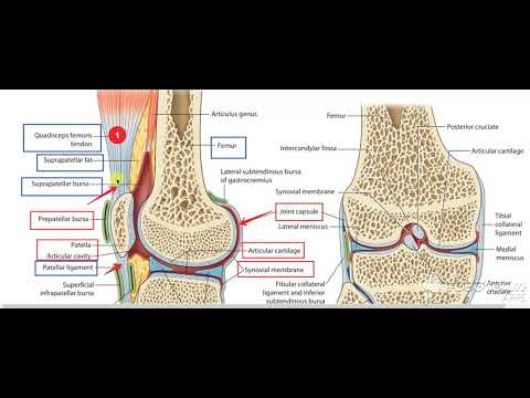 Articularis Genu muscle