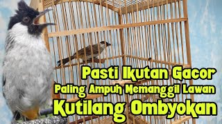 Download lagu Suara Pancingan BURUNG KUTILANG Super Ampuh Bikin Burung KUTILANG OMBYOKAN dan BAHAN Nyahut GACOR mp3