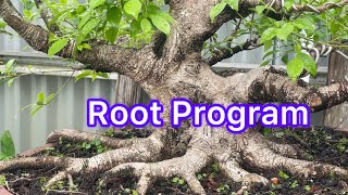 Download lagu FICUS BONSAI TREE ROOT PROGRAM mp3