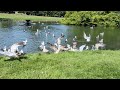 Seagull Mayhem Pt2