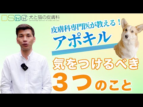 犬用アポキル:その目的、用量、使用方法、副作用