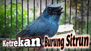 Download lagu SUARA NEMBAK BURUNG SIKATAN NINON / SITRUN GACOR mp3