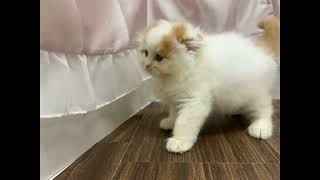 スコティッシュフォールドの動画01