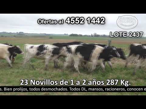 Lote 23 Novillos 1 a 2 años 23 HO 287kg -  en El Tesón. Puntas de Duraznito - R2 Parada Suarez - 20 km de Catalina y 20 Km de Rodó