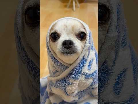 Good Goodbye (HWASA) #goodgoodbye #kpop #hwasa