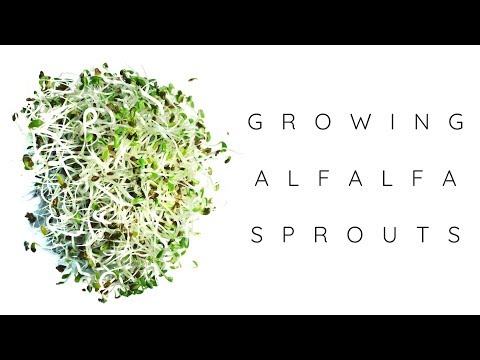 GROWING ALFALFA SPROUTS AT HOME