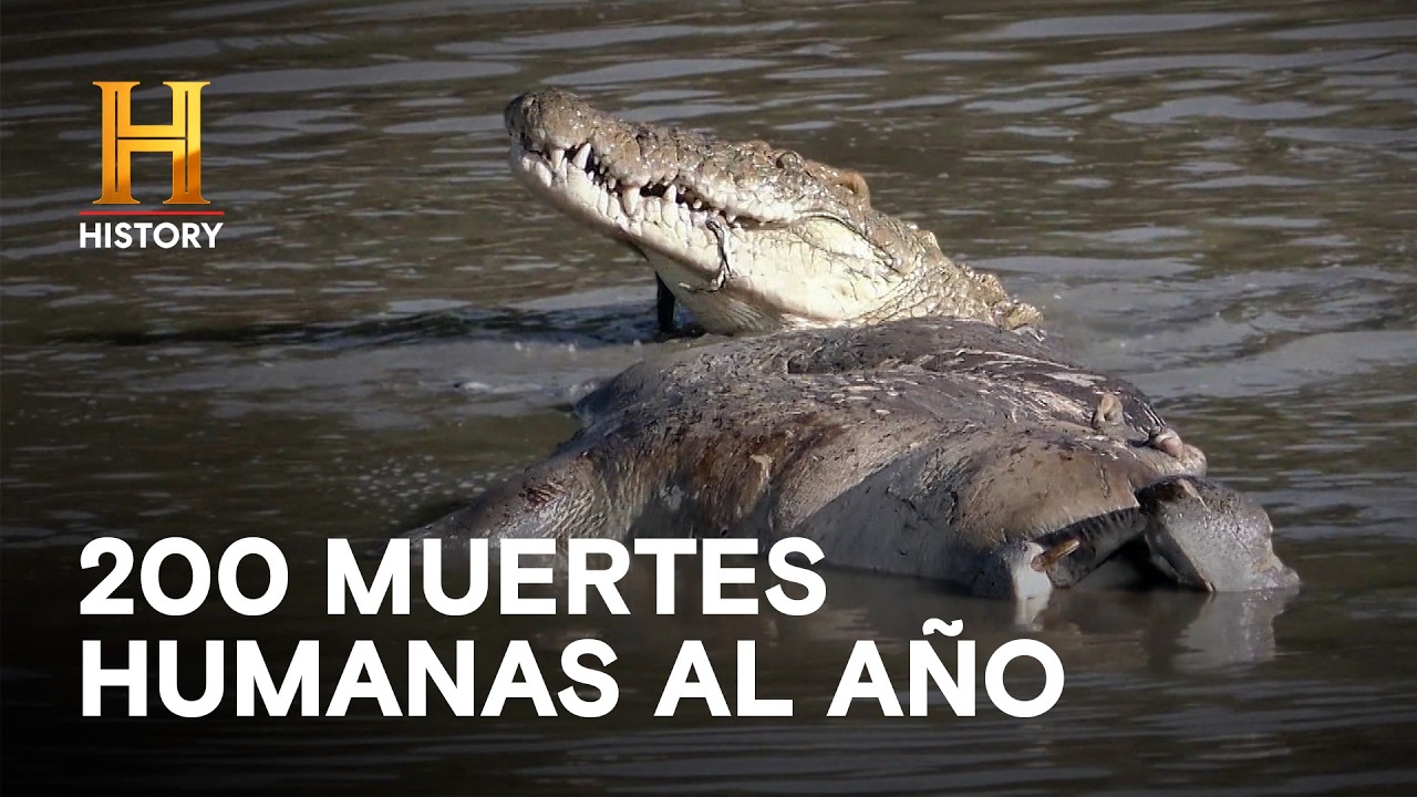 Un Cocodrilo del Nilo Suelto - MISTERIOS DEL PANTANO
