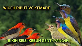Download lagu Suara pikat KOLIBRI KELAPA Vs KEMADE RIBUT ampuh. mp3 Download lagu Suara pikat KOLIBRI KELAPA Vs KEMADE RIBUT ampuh. mp3