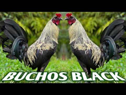 Buchos Black Grey - BUCHOS FARM