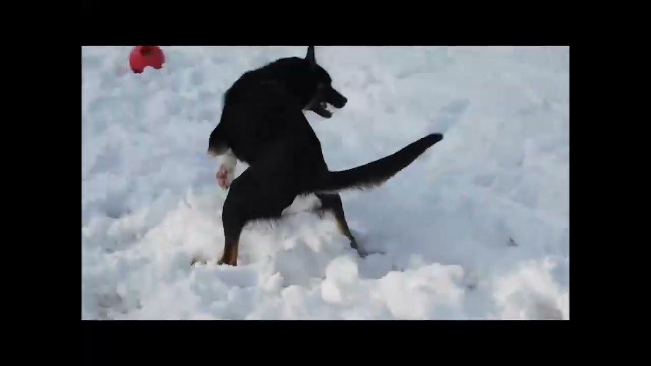 Enlarge TOKLO, a ADOPTABLE mixed breed in Ironwood, MI video 5/5