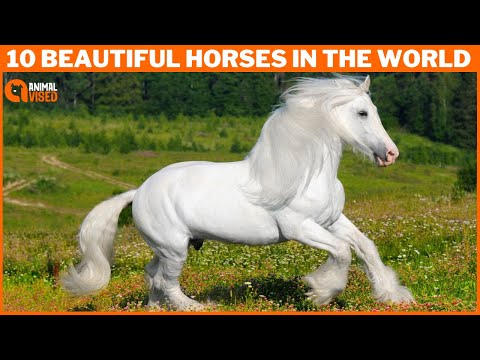 地球上で最も美しい馬 10 頭 |世界の美しい馬 |動物の姿