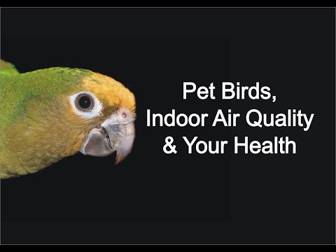 Pet Birds, IAQ & Your Health