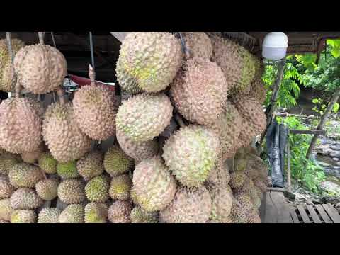 DURIAN THE KING OF FRUITS SMELL LIKE HELL TASTE LIKE HEAVEN DAVAO PHILIPPINES 🇵🇭 | Juandering Joe