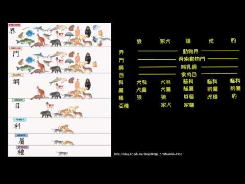 觀念 生物的分類階層 自然 均一教育平台