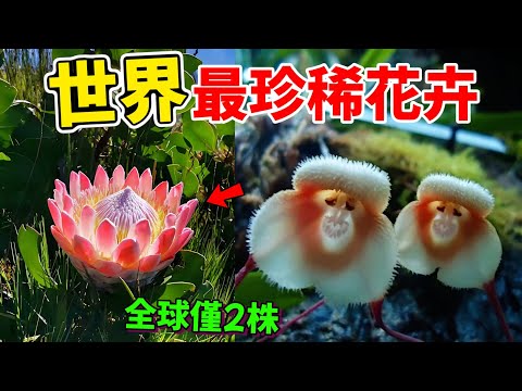 最珍稀的十種花卉，第一名全球僅剩2株，原產於中國，最驚人的稀有花卉#花 #珍稀花卉#植物 #世界之最 #top10 #稀有花卉#最美的花#罕見花卉