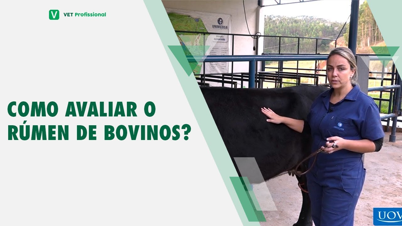 Avaliação do rúmen de bovinos