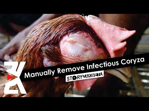 , title : 'Manually Remove Infectious Coryza from Your Poultry'