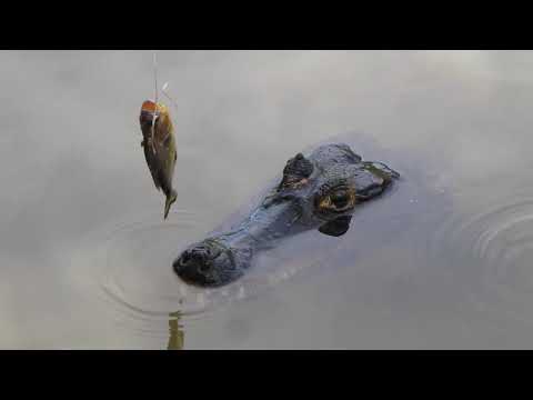 Jacaré devora piranha - Pantanal (2)