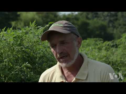 美国农业部的有机农作物认证(视频)