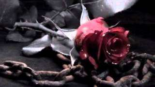 Zucchero-Dune Mosse-Testo