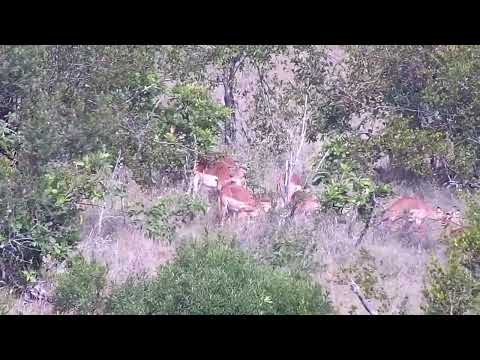Djuma: Impalas across the dam in the bush - 15:49 - 12/11/2022