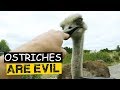 Ostriches Are Evil - Ostriches Attacking Humans Compilation 😱😱😱