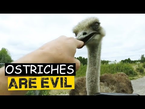 Les autruches sont diaboliques - compilation d'autruches attaquant les humains