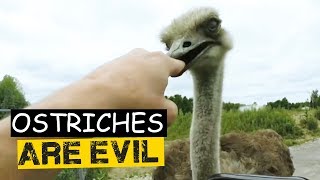 Les autruches sont diaboliques - compilation d'autruches attaquant les humains