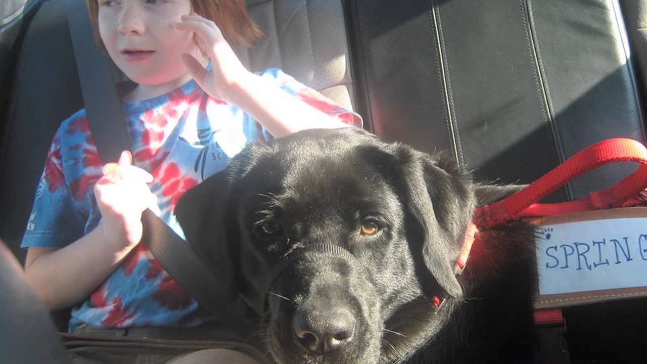 4 Paws for Ability - Overview