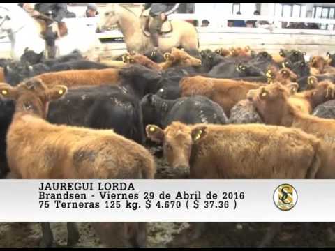 29-04-16 Venta de Hembras - Jauregui Lorda - Brandsen.