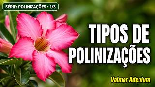 Tipos de Polinizações em Rosas do Deserto | Playlist Polinizações 1/3 – Valmor Adenium