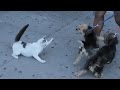 https://youtu.be/N24BXZH8XeA