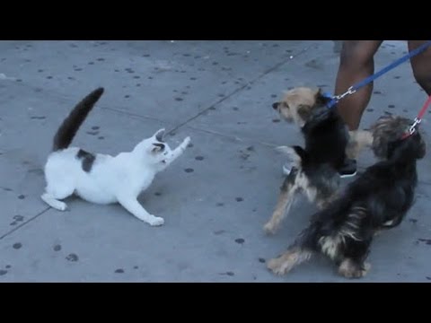 Crazy cats attacking dogs AGAIN #2 / CATS FUNNIEST ATTACK COMPILATION 2017