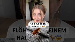 Flöhe bei Haustieren richtig bekämpfen: Deshalb musst du die Umgebung bei einem Flohbefall behandeln