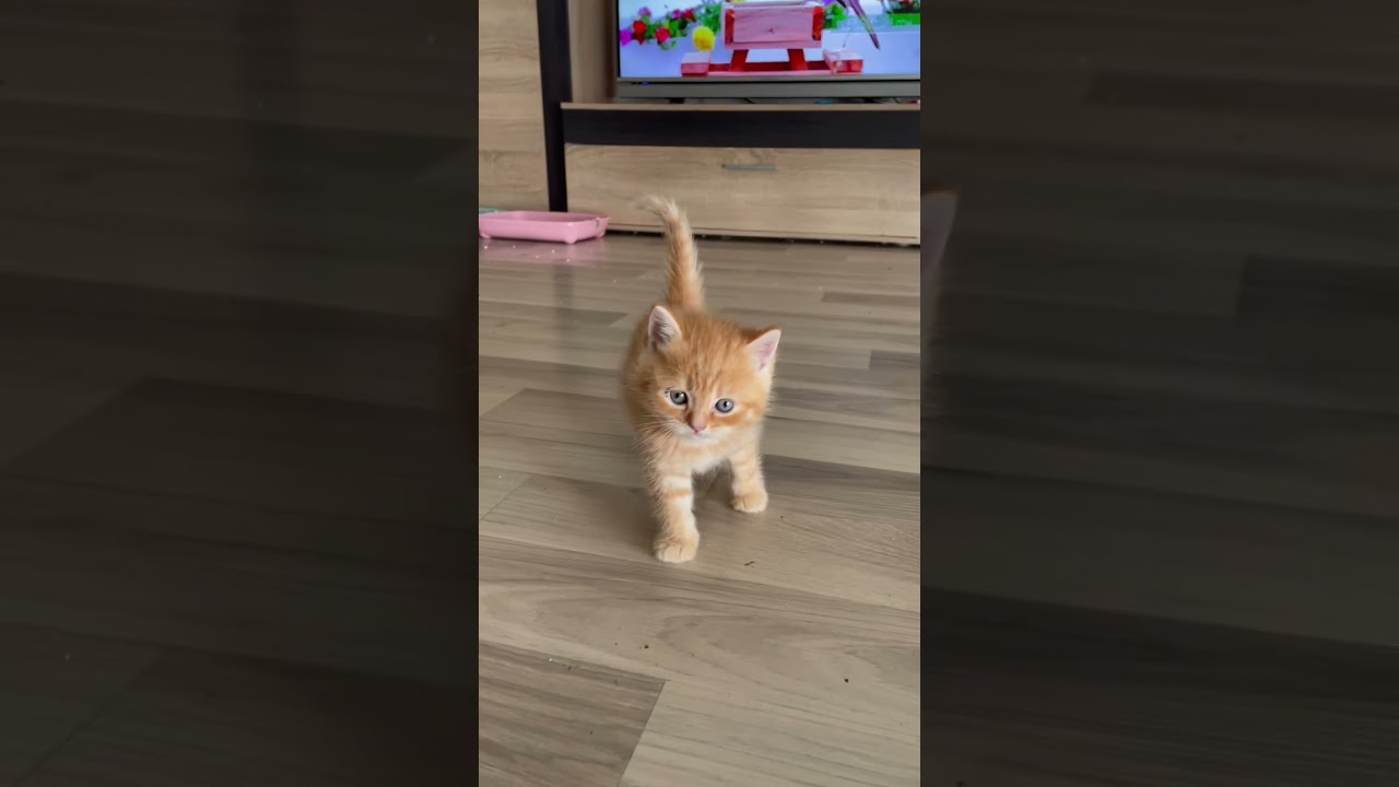 Cutest orange kitten ever | Daphne the Cat