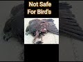 Shorts Youtubeshorts Please Don T Use Chinese Manjha