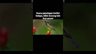 Download lagu Suara pancingan kolibri kelapa mp3