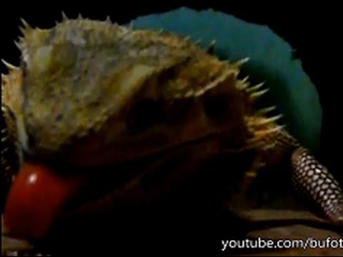 Close Up Slow Motion Bearded Dragon Feeding