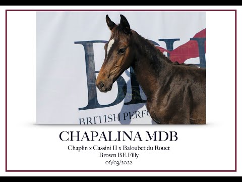 Chapalina MDB (hard) ~ Rare daughter of Chaplin: Three times LGCT GP Winner with Martin Fuchs