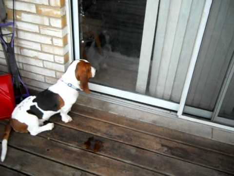 Artie Watches the Cats