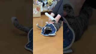 タイ古式マッサージを受けるネコ