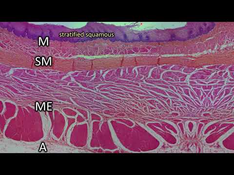 Histologie │ Speiseröhre