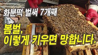 화분떡 벌써 7개째, 봄벌 이렇게 키우면 망합니다.