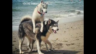 Malamute birthday compilation, sherpa, mans best friend
